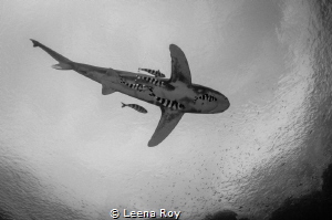 Oceanic shark with entourage by Leena Roy 